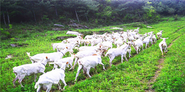 陜西羊乳產(chǎn)業(yè)基地概述 ——全球羊奶看中國(guó)，中國(guó)羊奶看陜西！